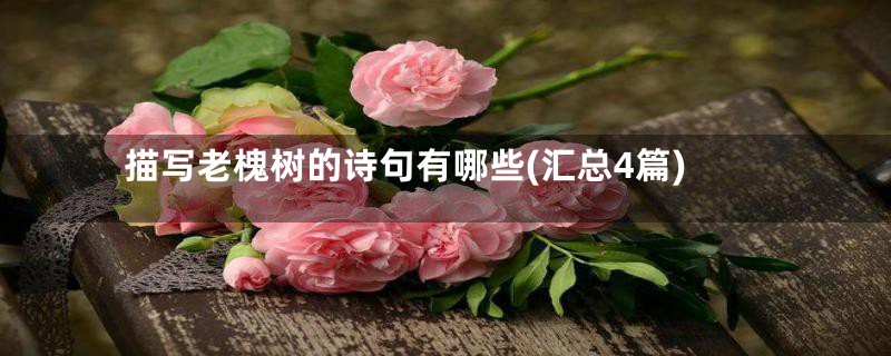 描写老槐树的诗句有哪些(汇总4篇)