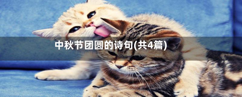 中秋节团圆的诗句(共4篇)