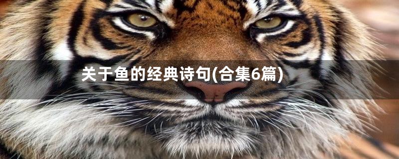关于鱼的经典诗句(合集6篇)