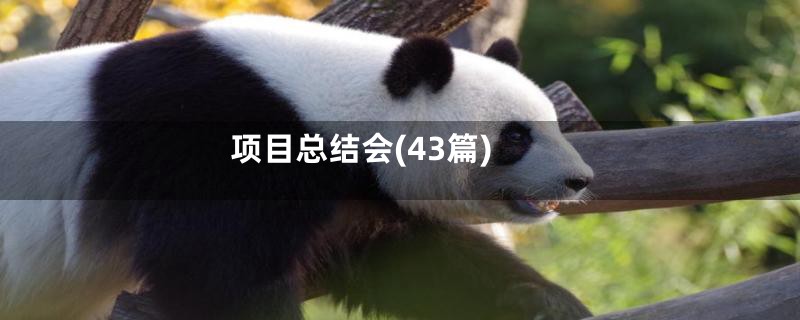 项目总结会(43篇)