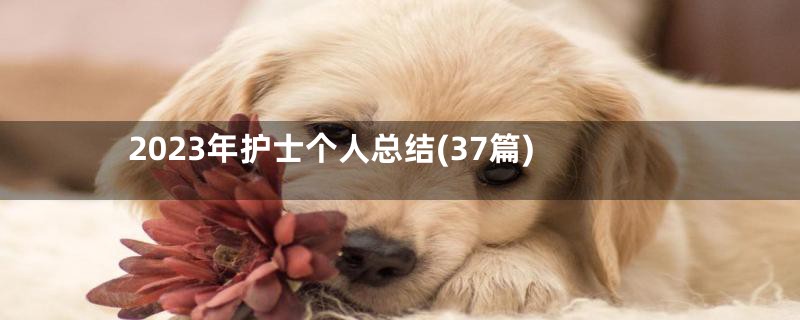 2023年护士个人总结(37篇)