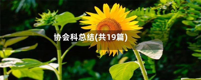 协会科总结(共19篇)