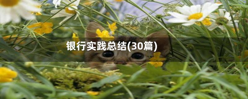 银行实践总结(30篇)