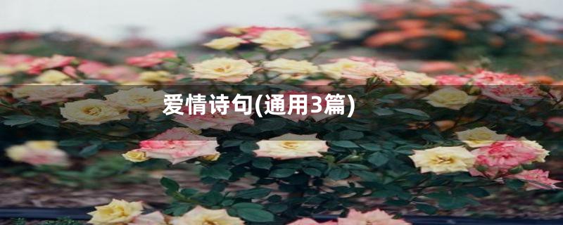 爱情诗句(通用3篇)