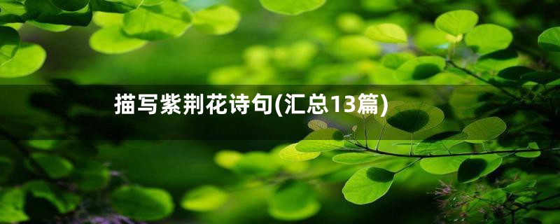 描写紫荆花诗句(汇总13篇)