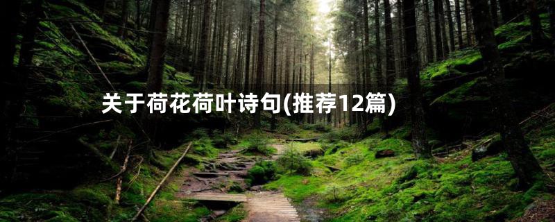 关于荷花荷叶诗句(推荐12篇)
