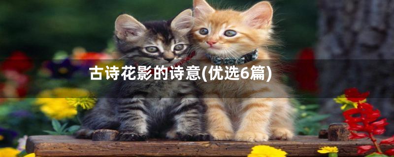 古诗花影的诗意(优选6篇)