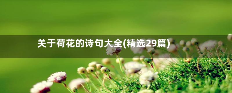 关于荷花的诗句大全(精选29篇)