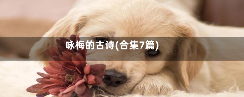 咏梅的古诗(合集7篇)