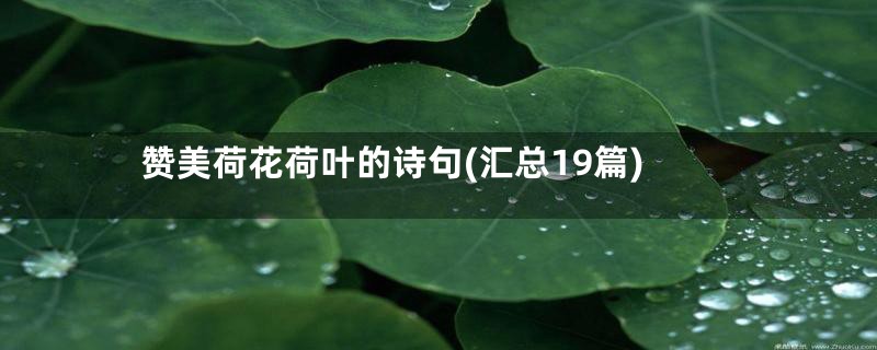 赞美荷花荷叶的诗句(汇总19篇)