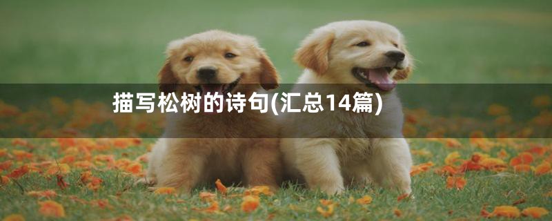 描写松树的诗句(汇总14篇)