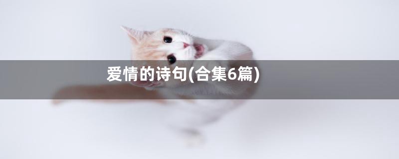 爱情的诗句(合集6篇)