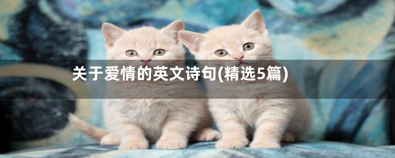 关于爱情的英文诗句(精选5篇)