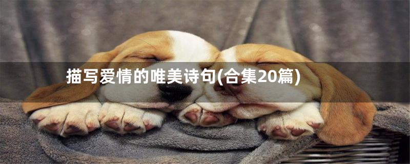 描写爱情的唯美诗句(合集20篇)