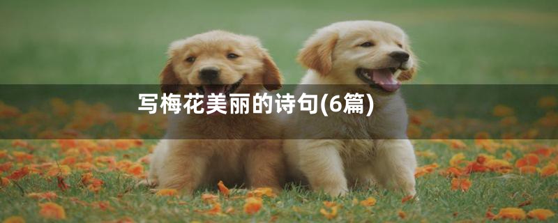 写梅花美丽的诗句(6篇)
