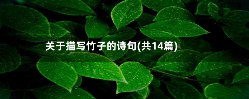 关于描写竹子的诗句(共14篇)
