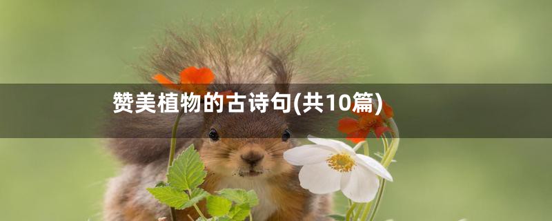 赞美植物的古诗句(共10篇)
